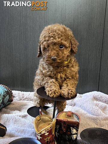 Toy Poodle 6 weeks - DNA Cleared- pure breed - non shedding