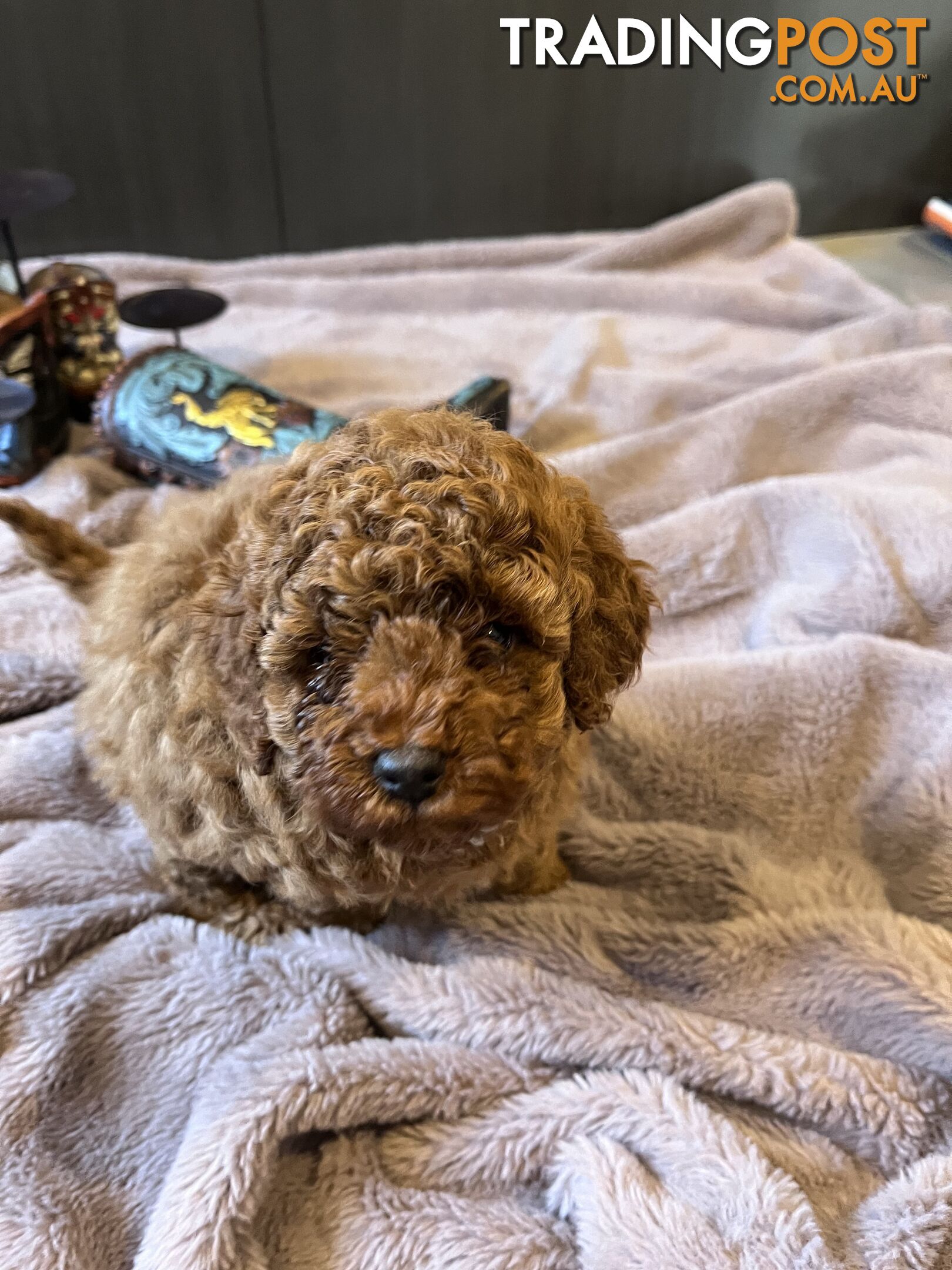 Toy Poodle 6 weeks - DNA Cleared- pure breed - non shedding