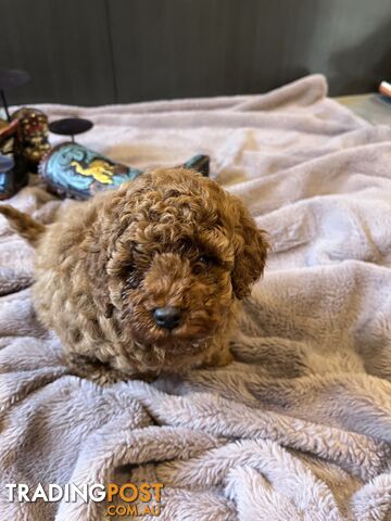 Toy Poodle 6 weeks - DNA Cleared- pure breed - non shedding