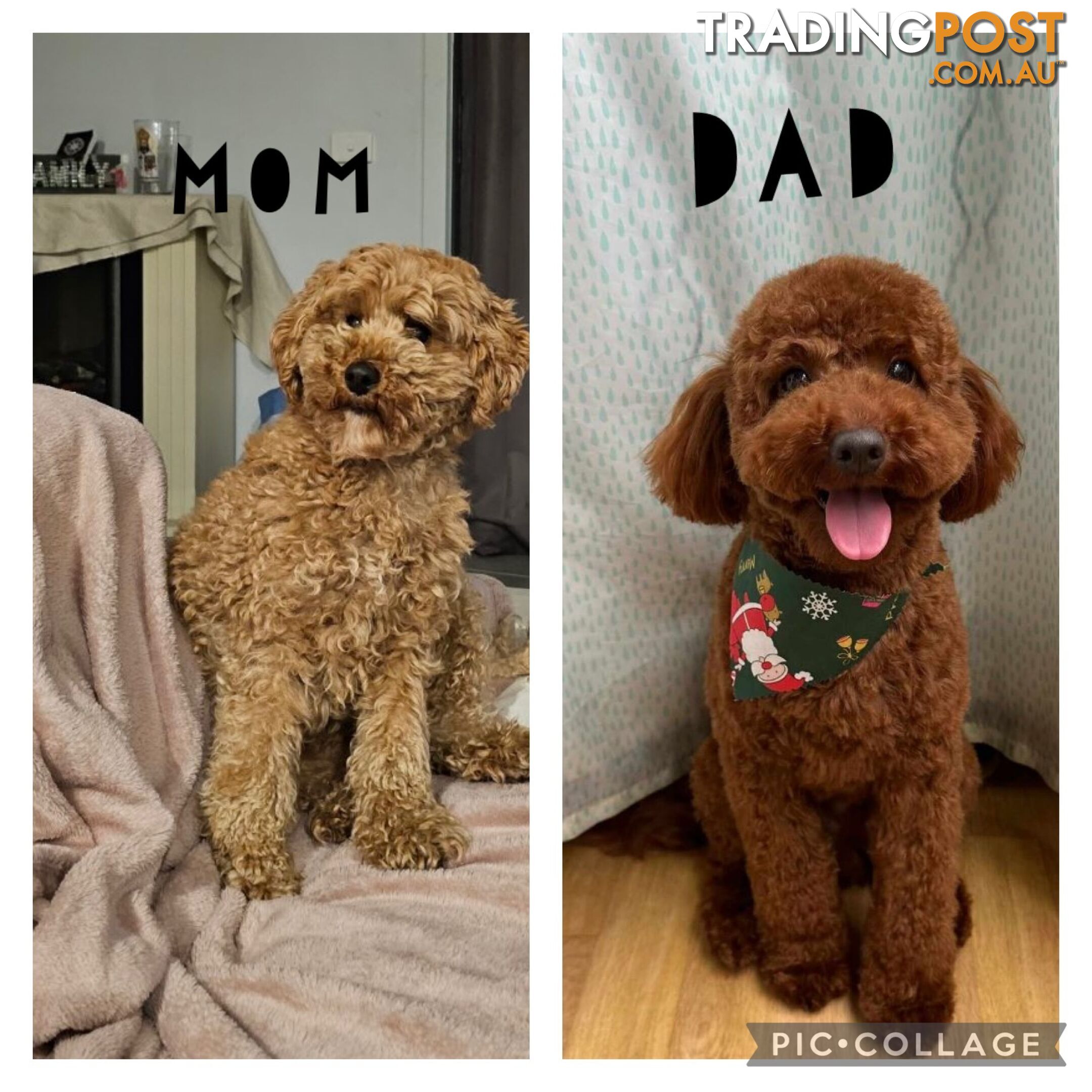 Toy Poodle 6 weeks - DNA Cleared- pure breed - non shedding