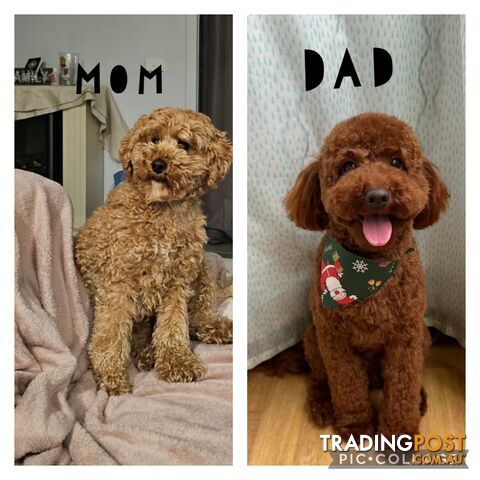 Toy Poodle 6 weeks - DNA Cleared- pure breed - non shedding