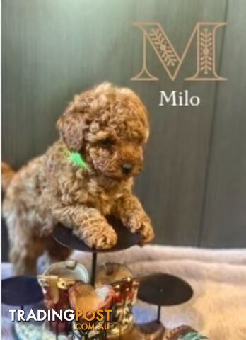 Toy Poodle 6 weeks - DNA Cleared- pure breed - non shedding