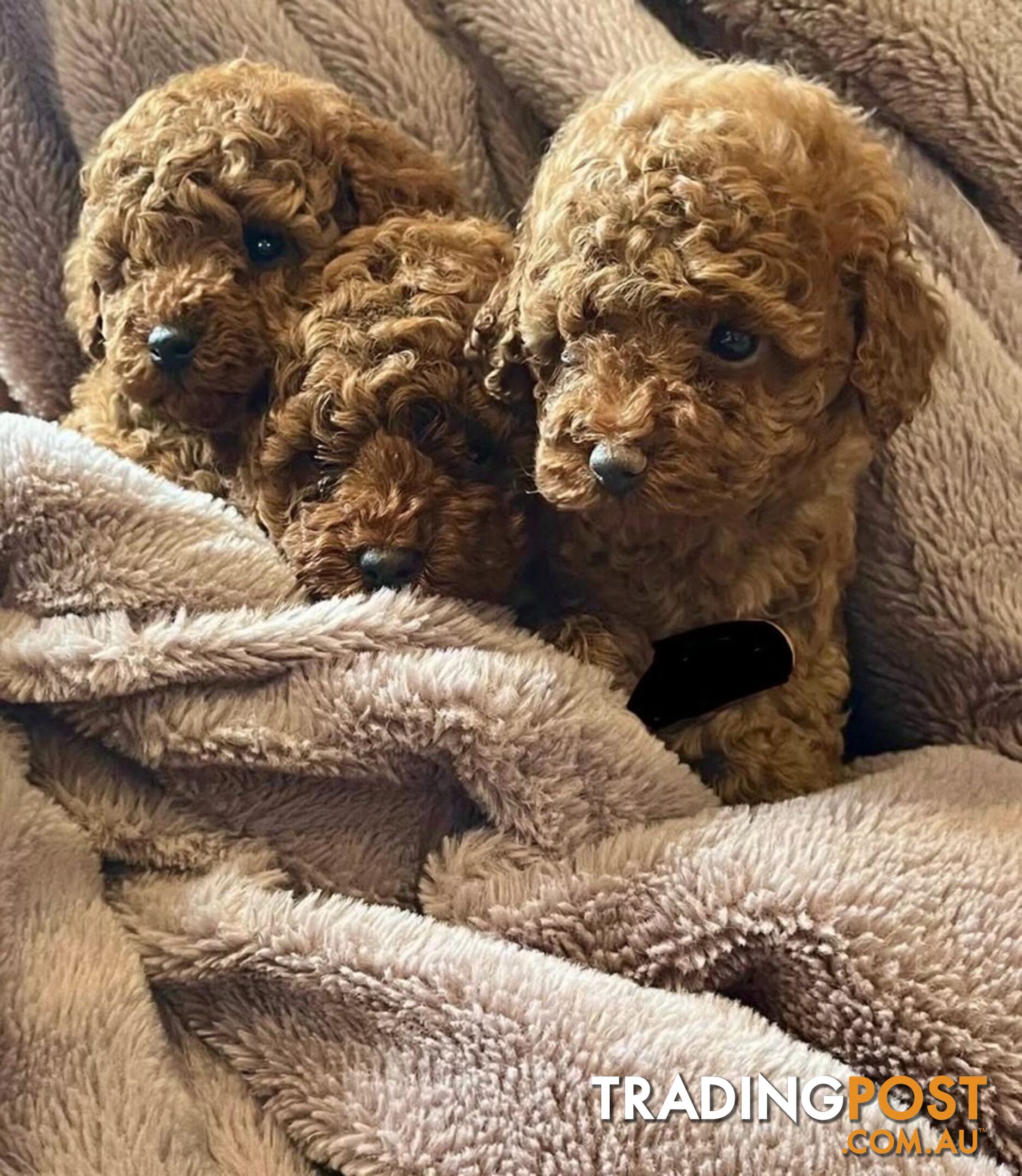 Toy Poodle 6 weeks - DNA Cleared- pure breed - non shedding