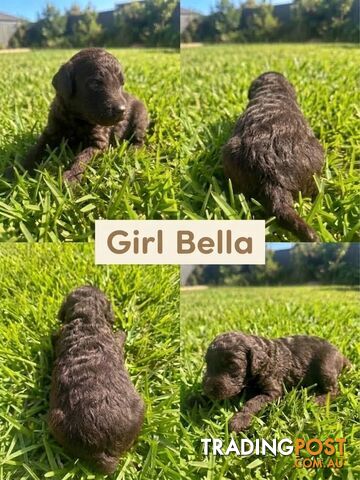 🐾✨ GORGEOUS PUREBRED TOY POODLE PUPPIES — LOOKING FOR THEIR FOREVER FAMILIES!...