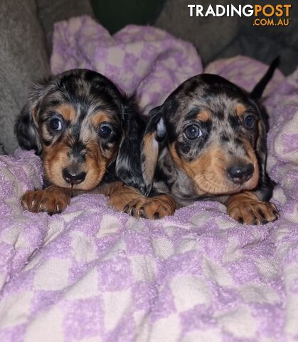 Long & Short Hair Dapple Dachshund Pups