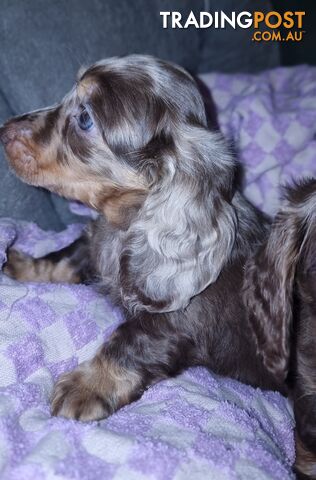 Long &amp; Short Hair Dapple Dachshund Pups