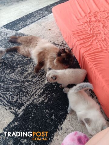 Pure-bred blue point ragdoll kittens