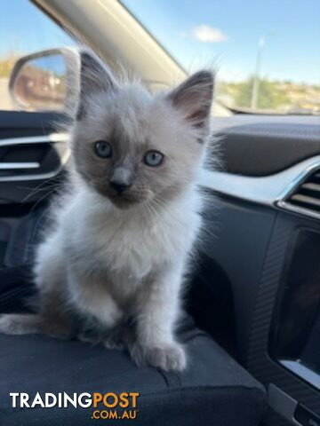 Pure-bred blue point ragdoll kittens