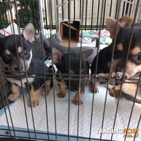 Chihuahua Puppies