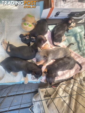 Chihuahua Puppies - photo 4 of 4