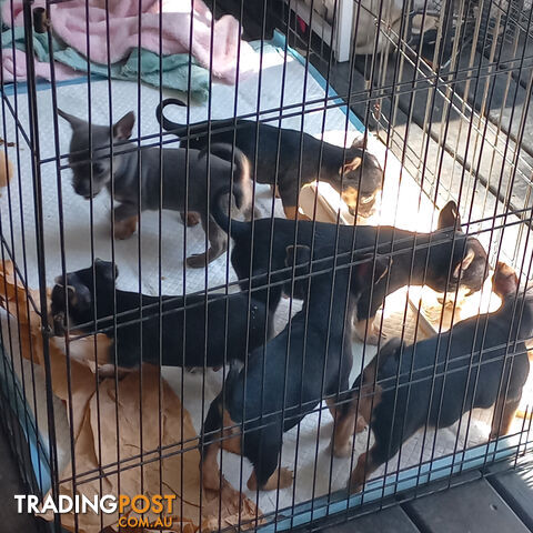 Chihuahua Puppies - photo 2 of 4