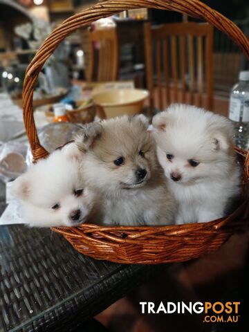 POMERANIAN PUPPIES