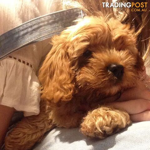 Adorable female Cavoodle puppy for sale