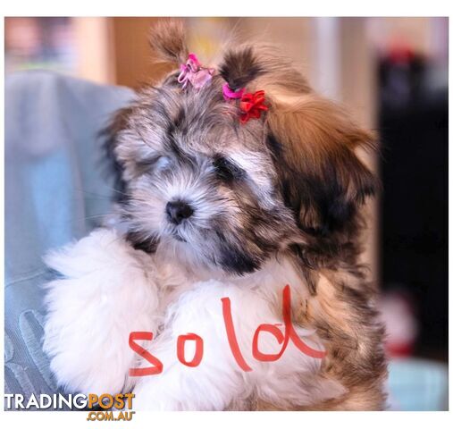 Purebred Lhasa Apso puppies. Toilet trained. Registered Breeder.