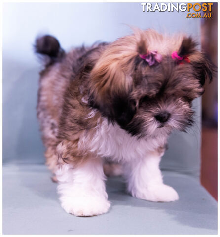 Purebred Lhasa Apso puppies. Toilet trained. Registered Breeder.