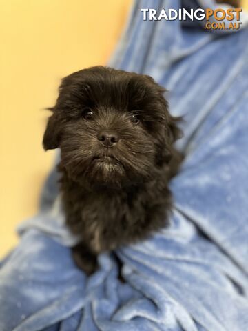 Purebred Lhasa Apso puppies. Toilet trained. Registered Breeder.