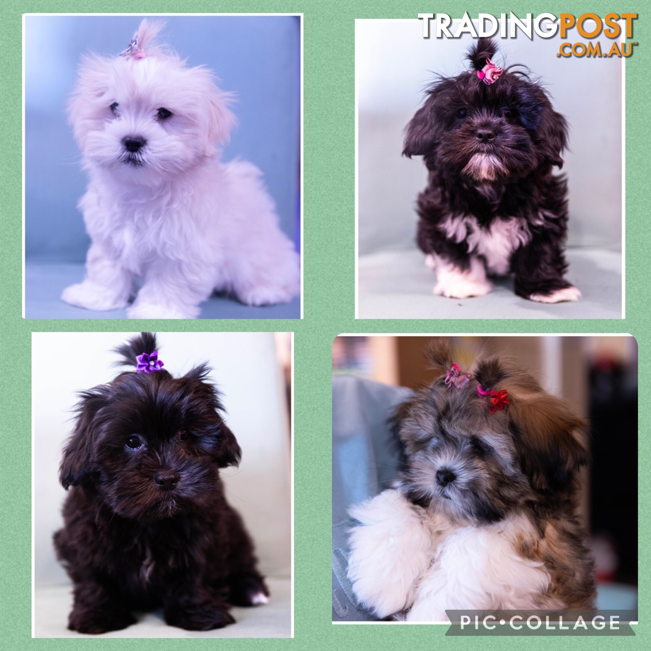 Purebred Lhasa Apso puppies. Toilet trained. Registered Breeder.