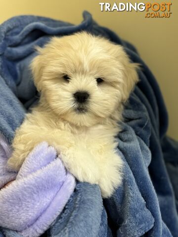 Purebred Lhasa Apso puppies. Toilet trained. Registered Breeder.