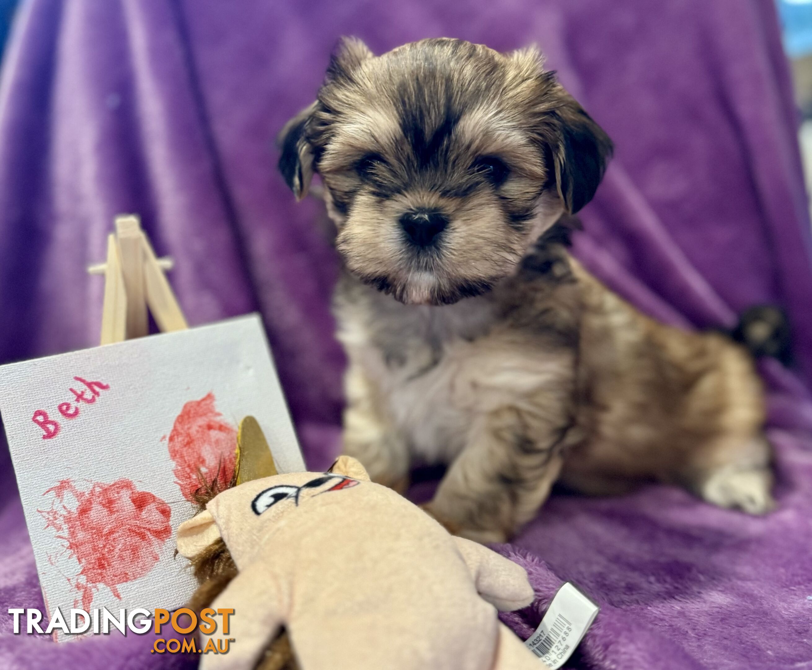 Purebred Lhasa Apso puppies registered breeder, toilet trained!