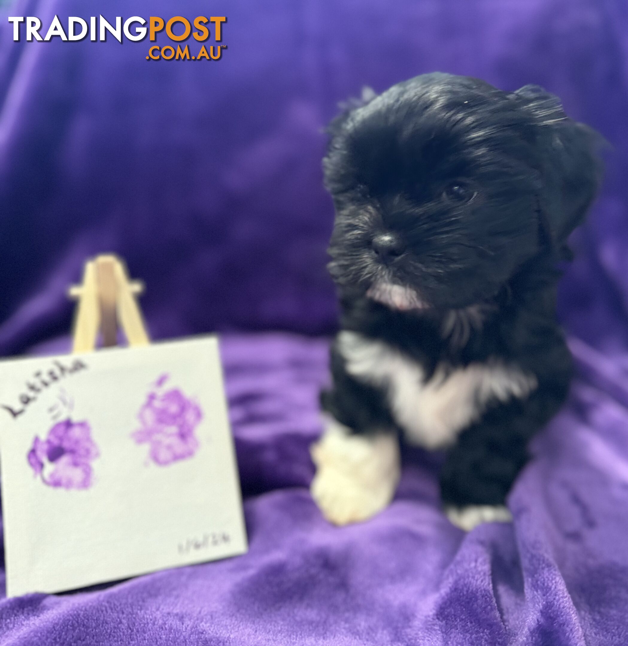 Purebred Lhasa Apso puppies registered breeder, toilet trained!