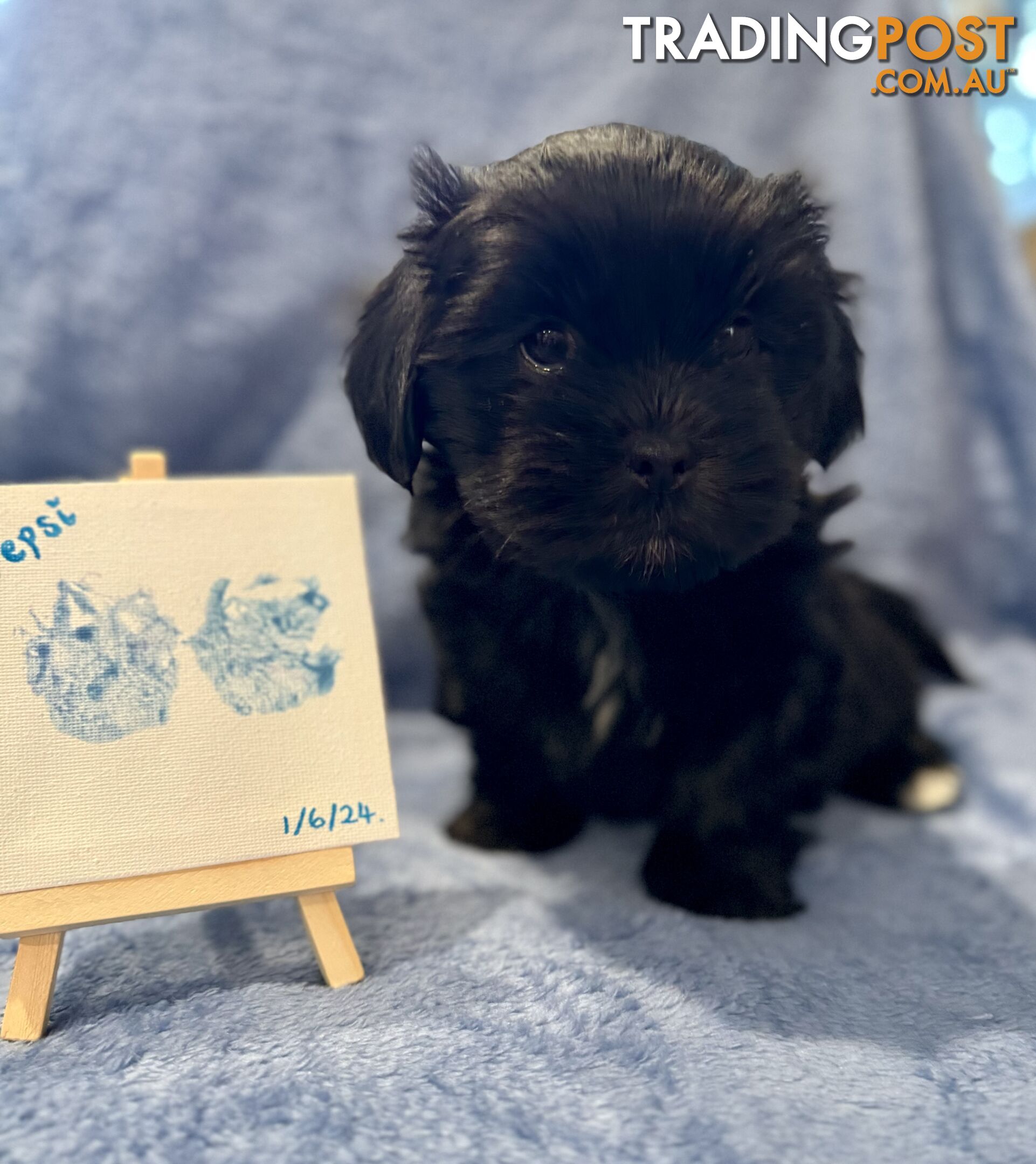 Purebred Lhasa Apso puppies registered breeder, toilet trained!