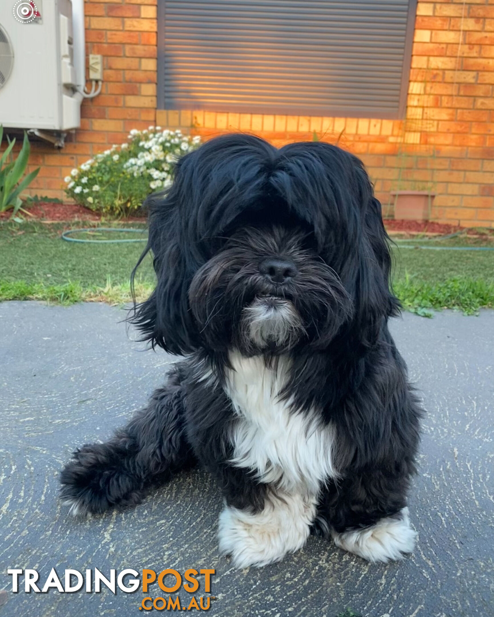 Purebred Lhasa Apso puppies registered breeder, toilet trained!