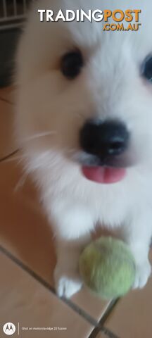 Japanese spitz puppies