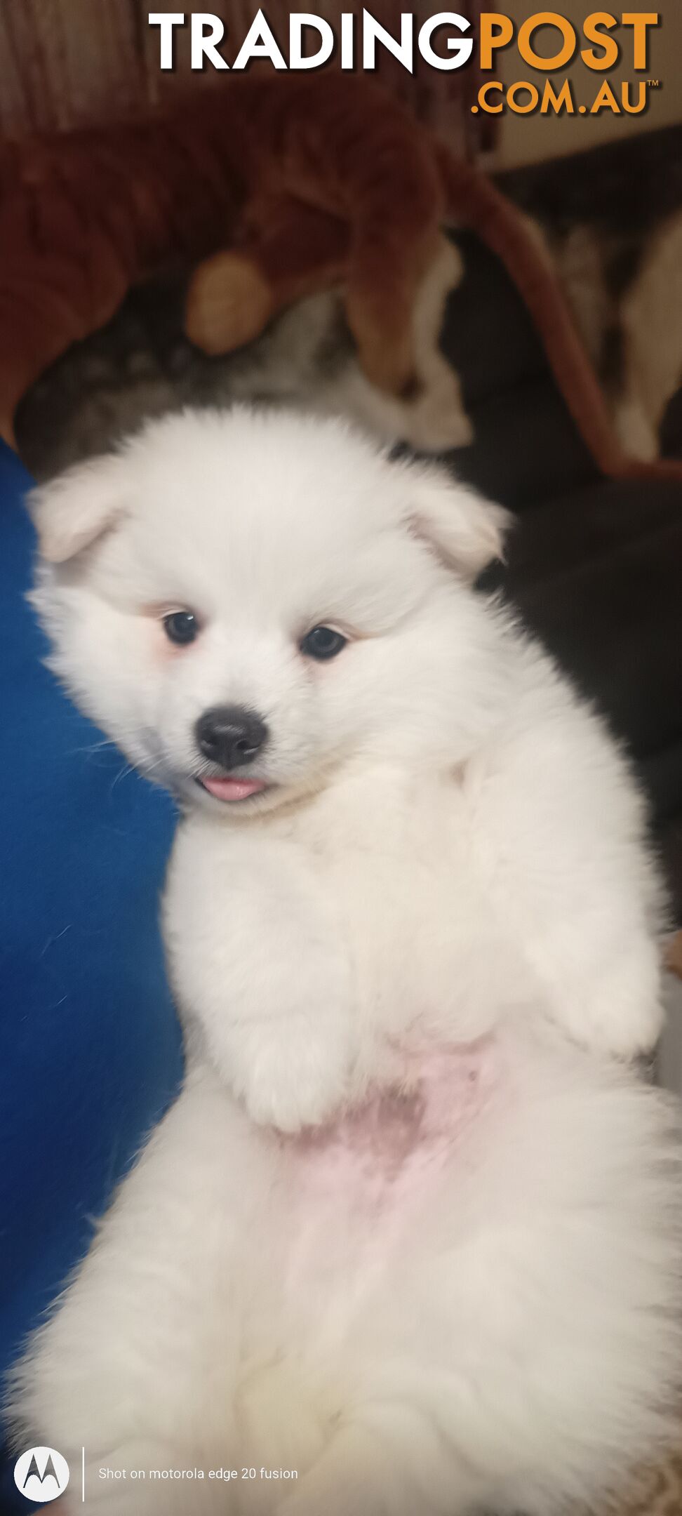 Japanese spitz puppies