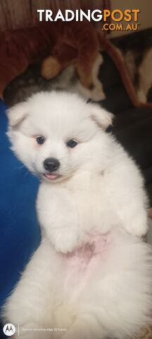 Japanese spitz puppies