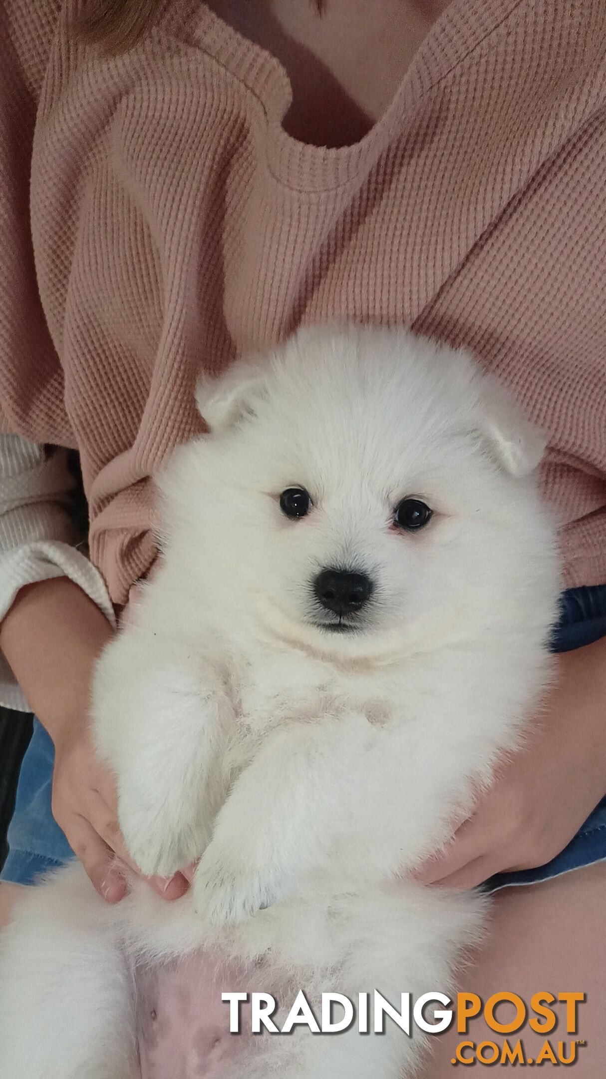 Japanese spitz puppies