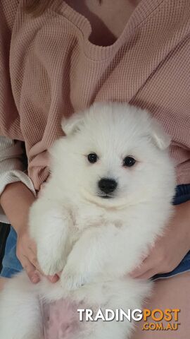 Japanese spitz puppies