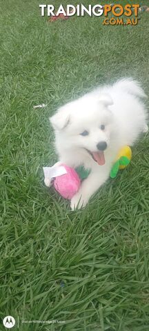 Japanese spitz puppies