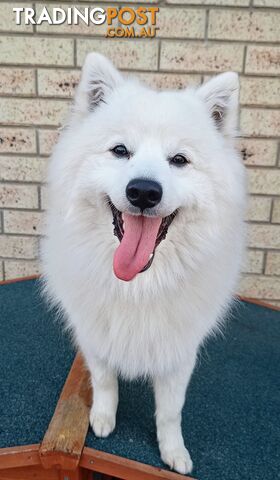 Japanese spitz puppies