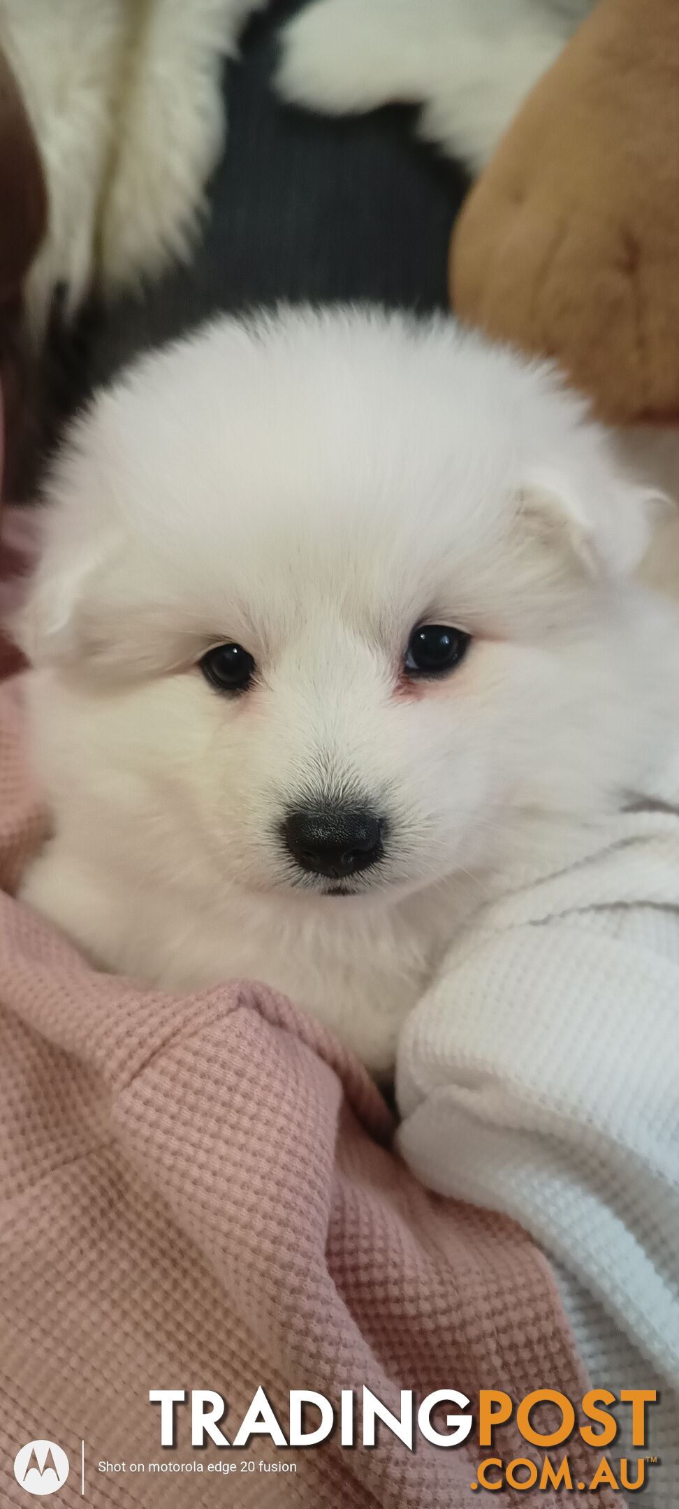 Japanese spitz puppies