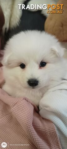 Japanese spitz puppies