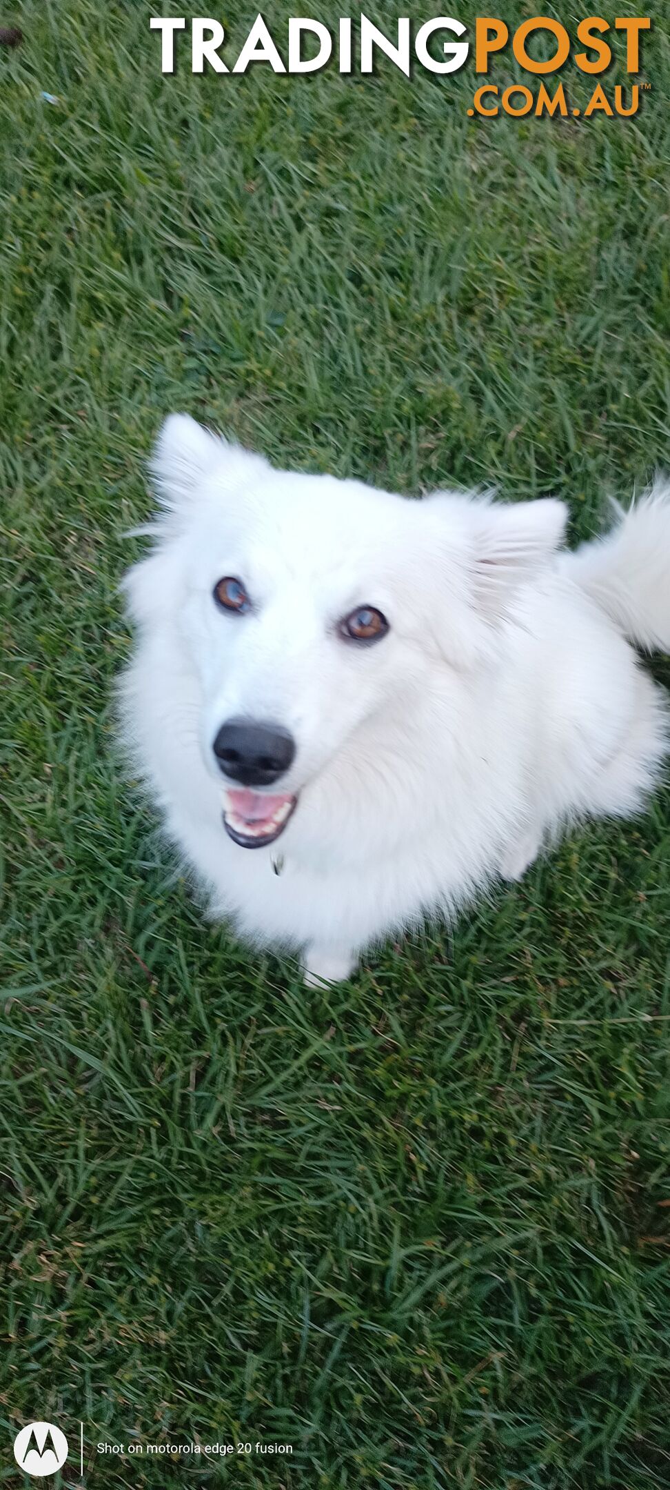 Japanese spitz puppies