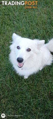 Japanese spitz puppies