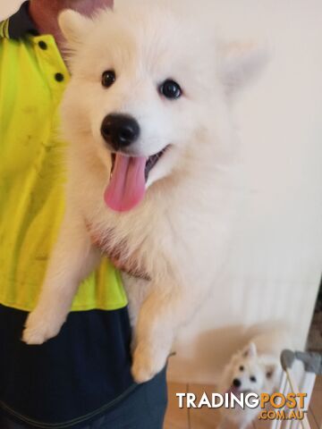 Japanese spitz puppies