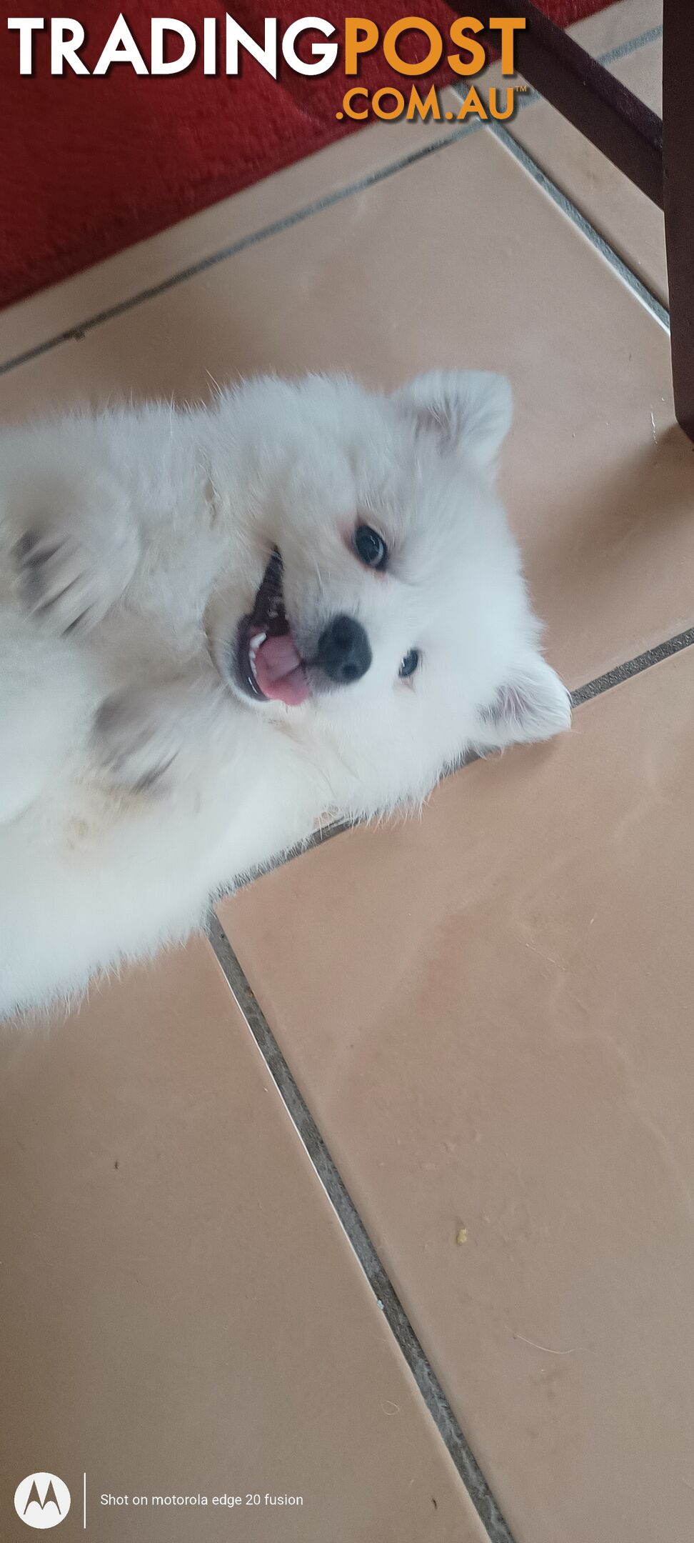 Japanese spitz puppies