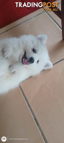 Japanese spitz puppies