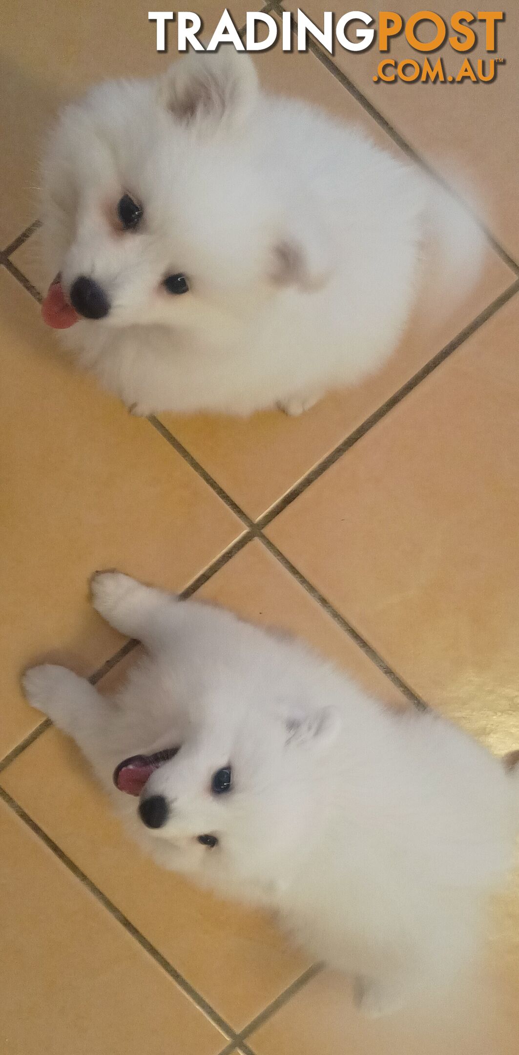 Japanese spitz puppies