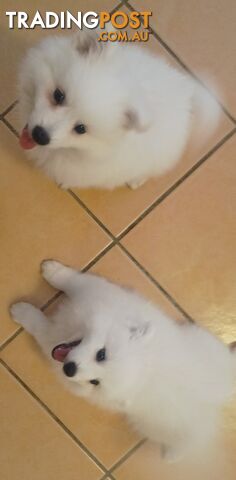 Japanese spitz puppies