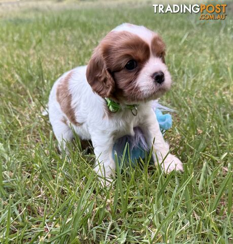 Cavalier King Charles Spaniel Puppy