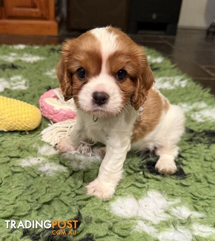 Cavalier King Charles Spaniel Puppy