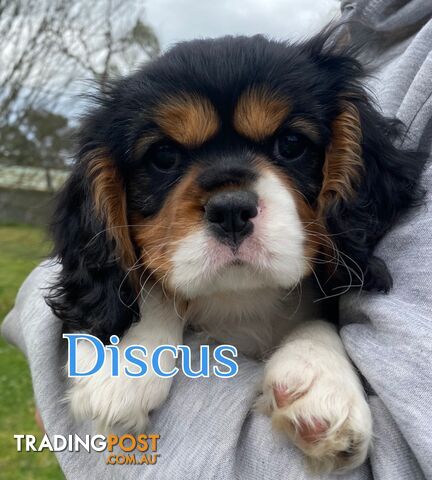 Cavalier King Charles Spaniel Puppies