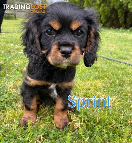 Cavalier King Charles Spaniel Puppies