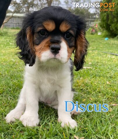 Cavalier King Charles Spaniel Puppies