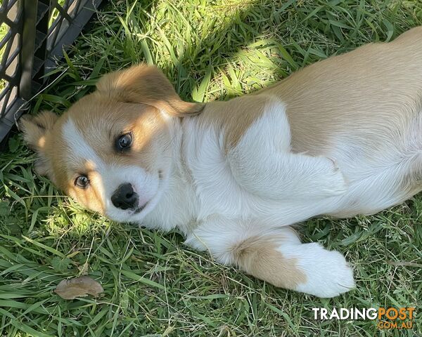 Corgi x Cavalier