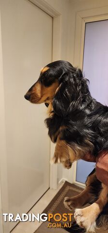 Longhaired mini dachshund for Sale