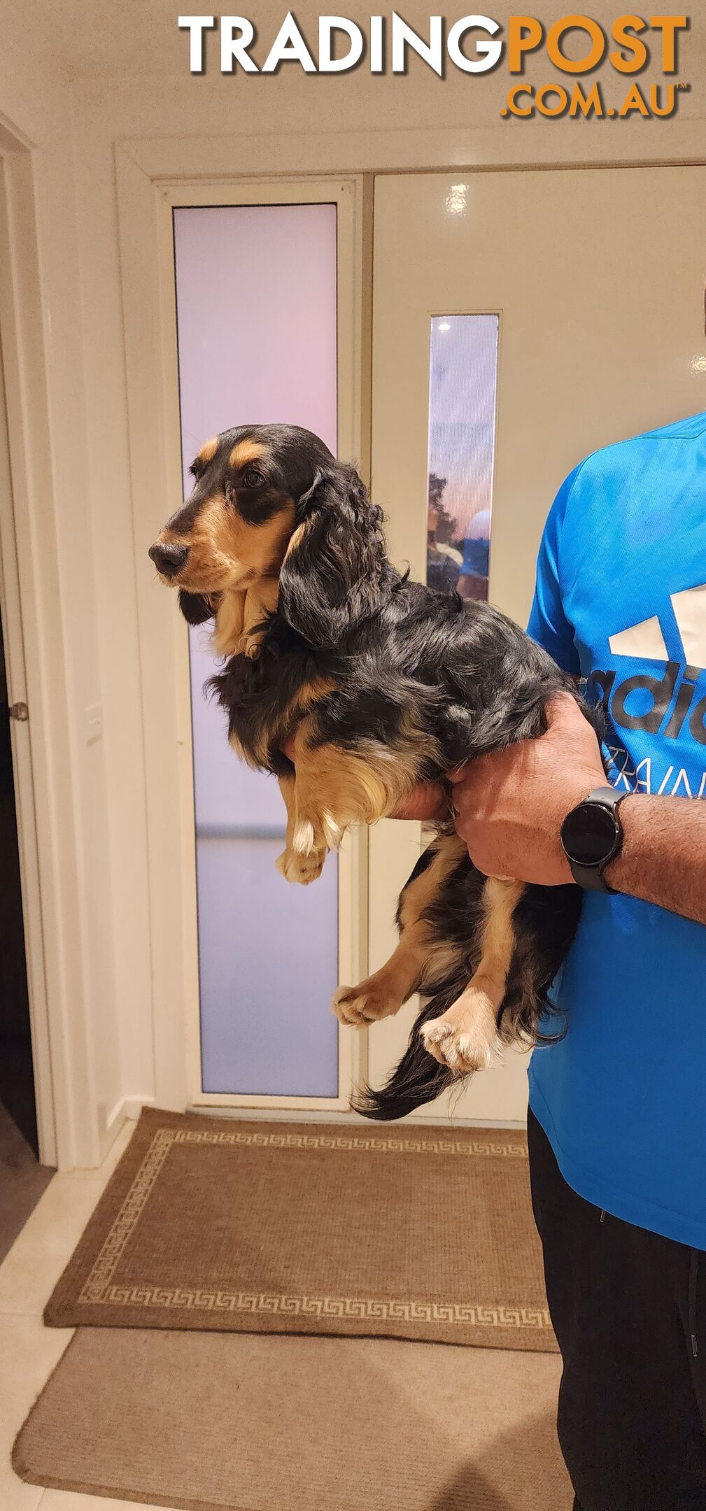 Longhaired mini dachshund for Sale